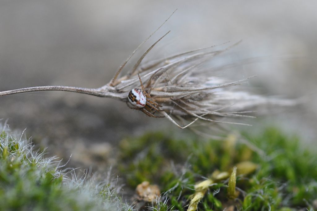 Mangora acalypha - Cavriglia (AR)